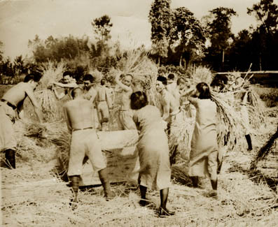 Threshing Wheat for American Airmen