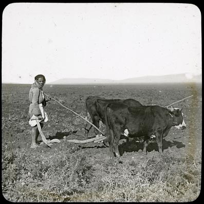 Ploughing in Jerusalem